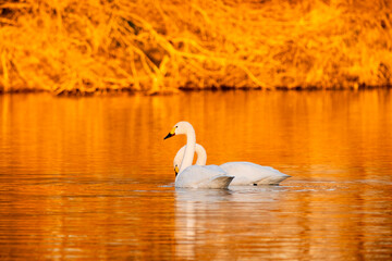 川島町白鳥飛来地 朝日に照らされた白鳥　埼玉県比企郡川島町