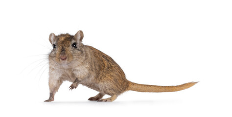 Young adult golden Gerbil aka Meriones unguiculatus. Standing side ways. Looking straight to camera, showing both eyes. One paw lifted. Isolated on a white background.