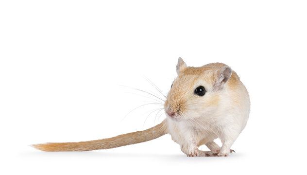 Young adult golden Gerbil aka Meriones unguiculatus. Standing facing front. Looking straight ahead beside camera. Isolated on a white background.