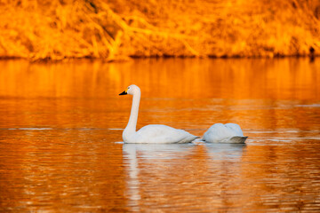 川島町白鳥飛来地 朝日に照らされた白鳥　埼玉県比企郡川島町