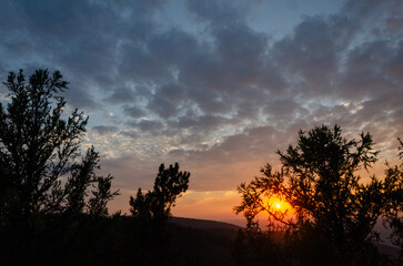 Sunset. Forest Glade. The branches of the trees. Green grass. Glare