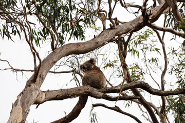 Cute koala resting on top of a tree. Endemic animal of Australia. Adult koala on top of an eucalyptus tree. Amazing wildlife moment captured in Victoria, east Australia.