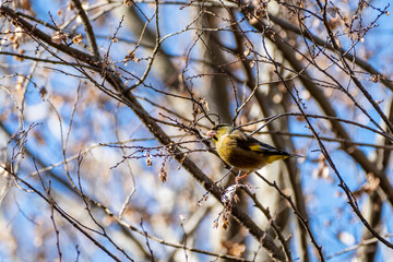 カワラヒラ　埼玉県さいたま市秋ヶ瀬公園