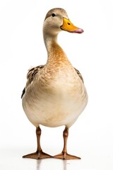 Obraz premium Duck animal goose white.