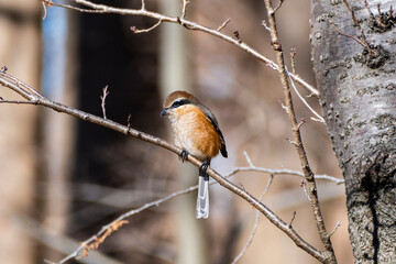モズ　東京都葛飾区水元公園