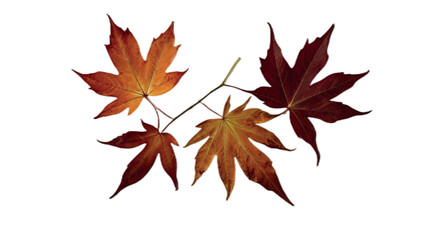 Fototapeta premium red maple leaf isolated