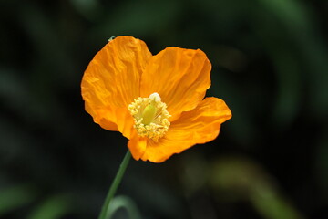 Fototapeta premium bright orange poppy flower on the dark background