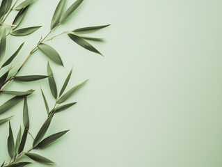 Fototapeta premium bamboo leaves on a light green background background, photo
