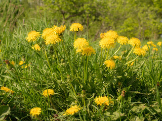 yellow dandelions in spring