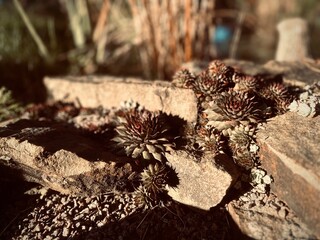 Succulents over a pond