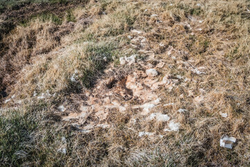 Remains of wool from a mountain ram after its death