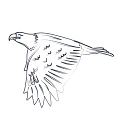 eagle flying sketch on white background, vector