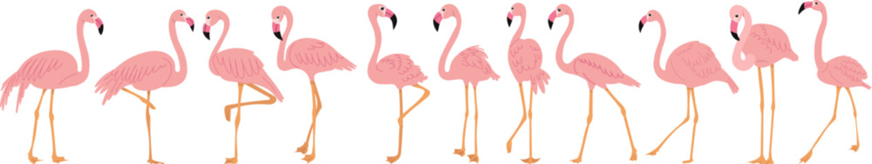 set of flamingo bird in flat style on white background, vector