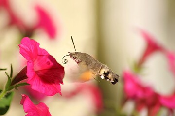 Fruczak gołąbek © Artur