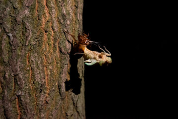 アブラゼミの羽化