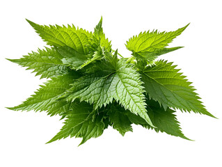 Fresh nettles isolated on white background, generative ai