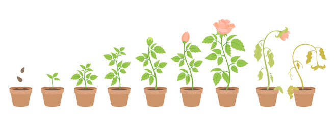 Growth Stages of a Potted Rose - Vector Illustration