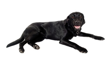 dog on a white background