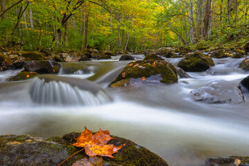 Early signs of fall in the Virginia creek