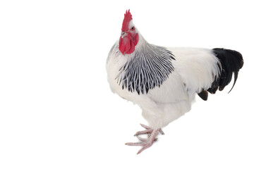 Rooster on white background