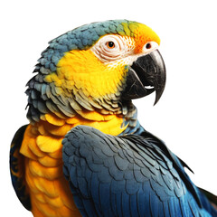 Fototapeta premium Blue and yellow Macaw parrot close-up isolated on white and transparent background. PNG.