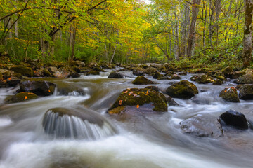 Early signs of fall in the Virginia creek