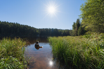 A husky dog swims in a forest lake on a summer day in nature in Estonia.