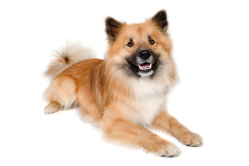 Obraz premium Happy Eurasier dog
