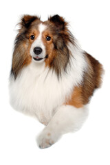 Happy shetland sheepdog taken on at clean white background