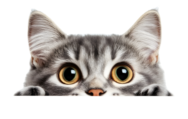 PNG Curious cat peeking adorably