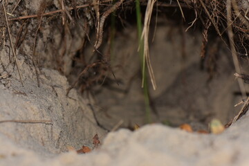 Close up view of a hole in the sand with plants growing out of it