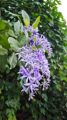 Petrea volubilis, commonly known as purple wreath, queen's wreath or sandpaper vine, is an evergreen flowering vine.