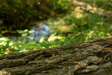 The trunk of a fallen pine tree in the forest