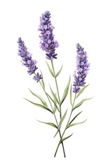 Fototapeta premium Lavender blossom flower plant.
