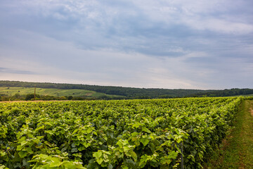 Les vignobles de vin pétillant de Champagne