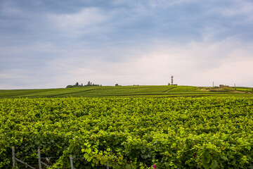 Les vignobles de vin pétillant de Champagne