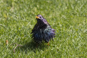 Close-up photo of a Common starling bird