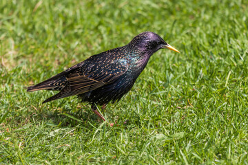 Close-up photo of a Common starling bird