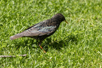 Close-up photo of a Common starling bird
