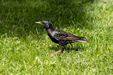Close-up photo of a Common starling bird