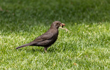 Close-up photo of a common black bird with worms in its beak