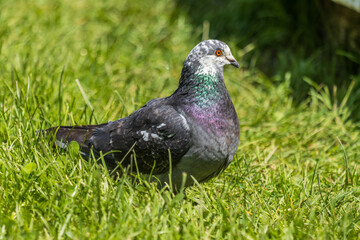 pigeon on grass