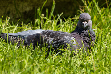 pigeon on the grass