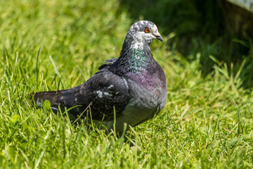 pigeon on grass