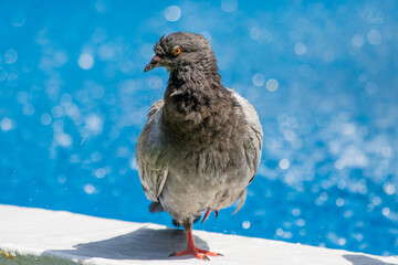 Pigeon on a foutain