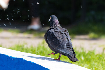 Pigeon on a fountain