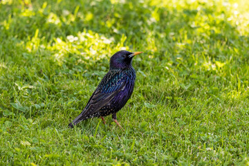 Close-up photo of a Common starling bird