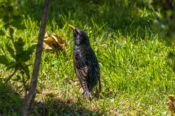 Close-up photo of a Common starling bird