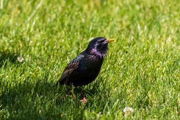 Close-up photo of a Common starling bird