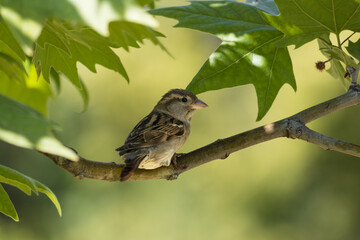 bird on a branch